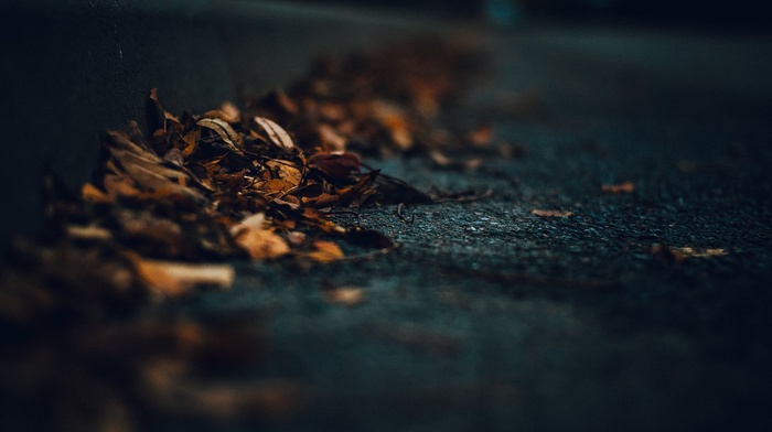 leaves, dark, macro, road