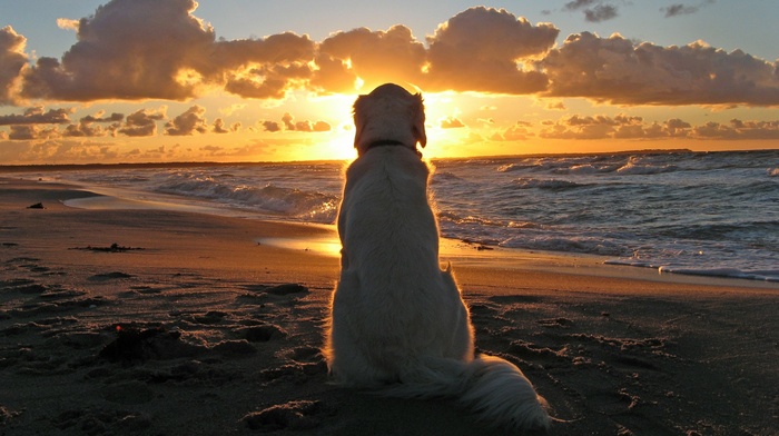 animals, dog, sunset, beach