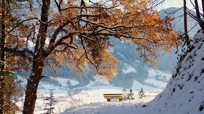 winter, snow, tree