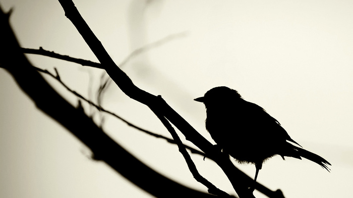 silhouette, bird, nature