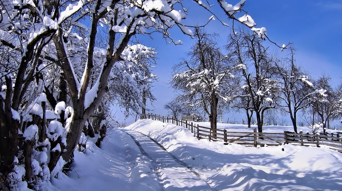 winter, trees, road, snow