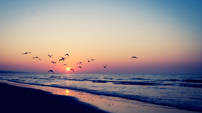 sea, nature, sunset, birds