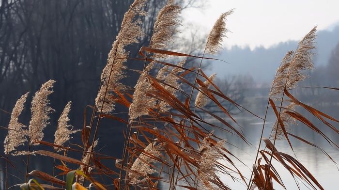 autumn, grass