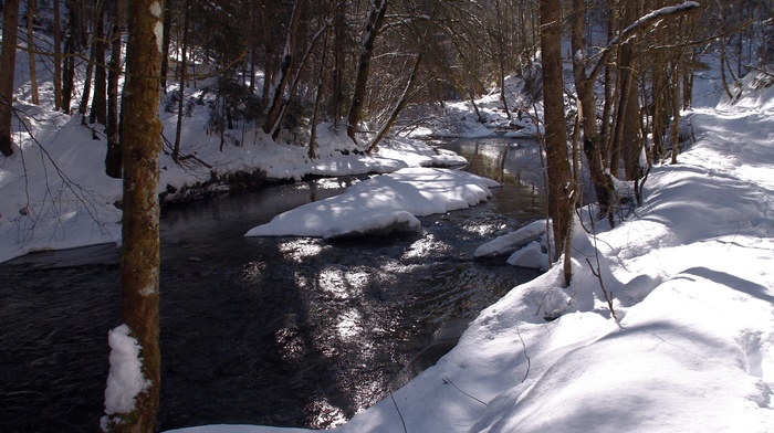trees, creek, snow, winter, forest