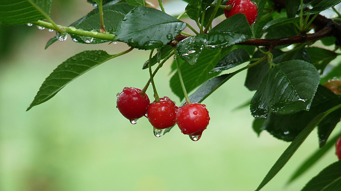 drops, cherry, branch, nature