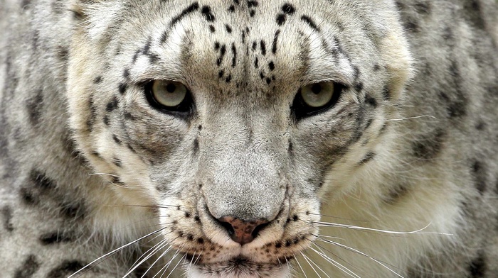 sight, animals