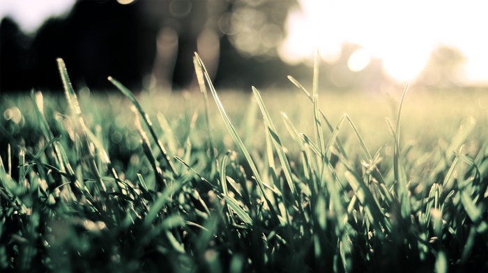 depth of field, grass