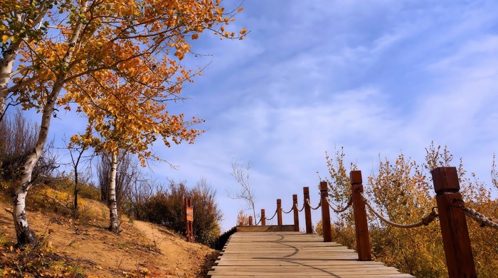 autumn, trees