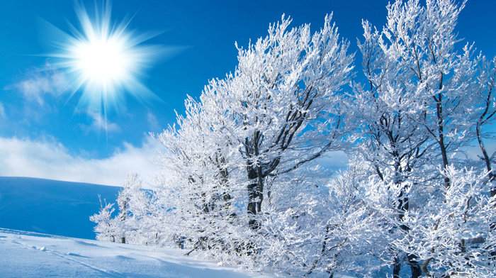 Sun, winter, field, trees, frost, light, snow, sky