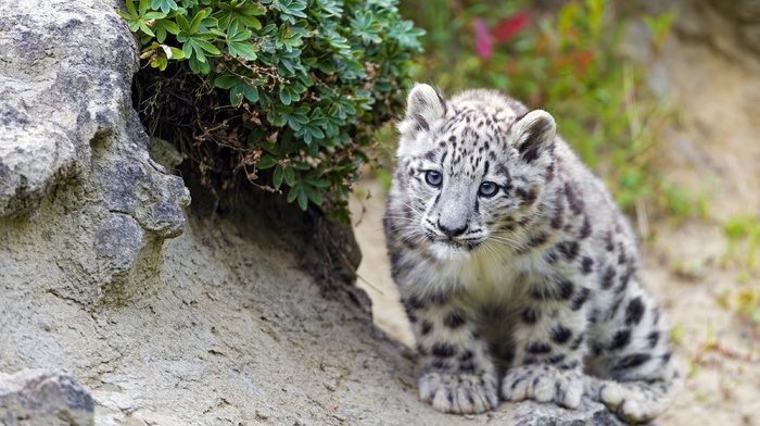 animals