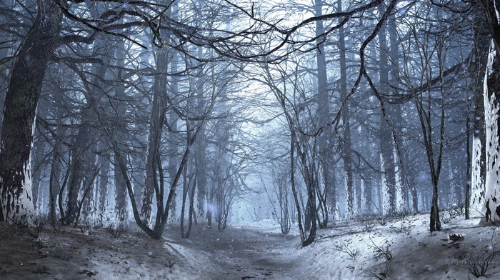 forest, winter