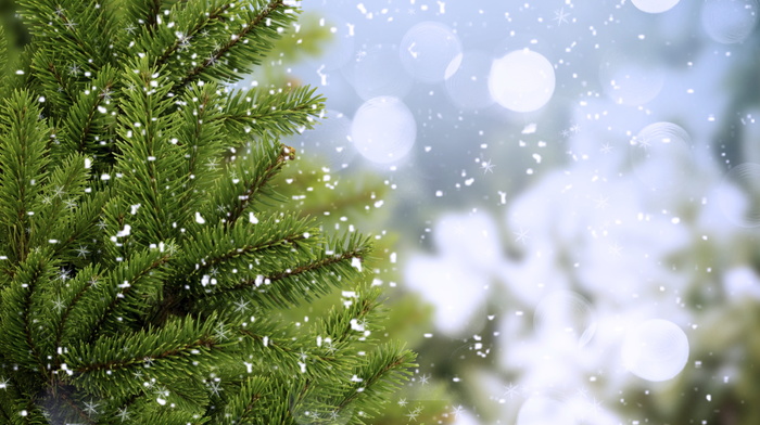 winter, fir-tree, snow