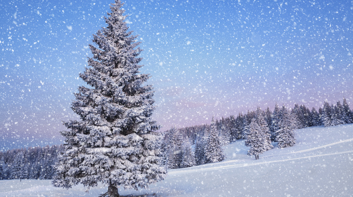 winter, snow, fir-tree, landscape, nature