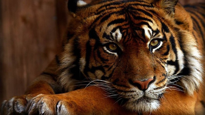 animals
