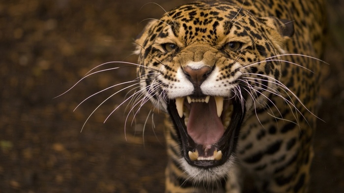 animals