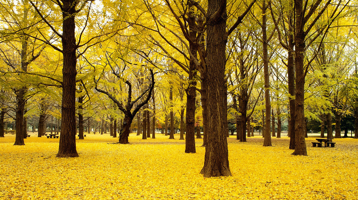 forest, trees, autumn