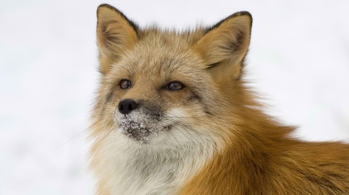 fox