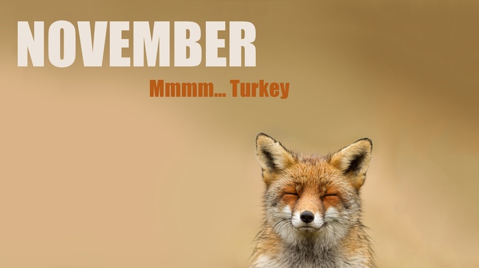 November, fox, animals