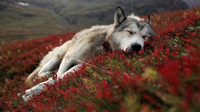 wolf