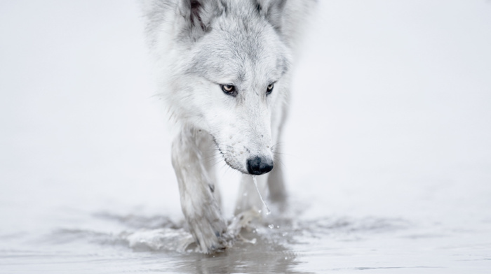 wolf