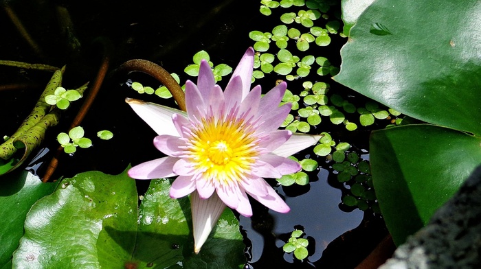 nature, flower, leaves, pond