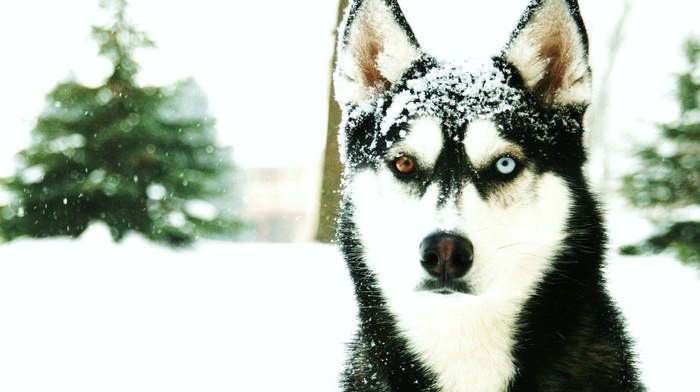 heterochromia