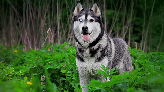 heterochromia, dog