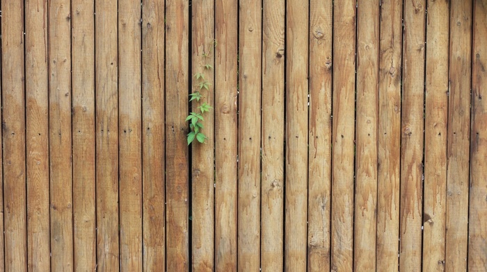 spring, wooden surface, leaves