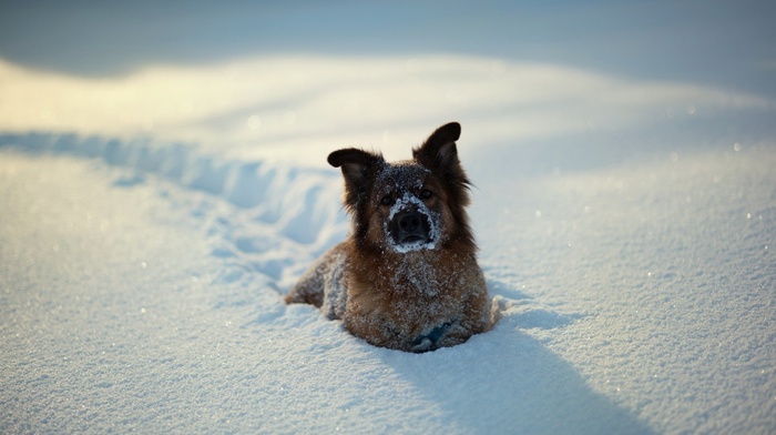 dog, snow, animals