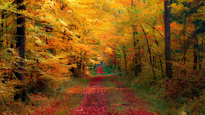 forest, autumn, road, nature