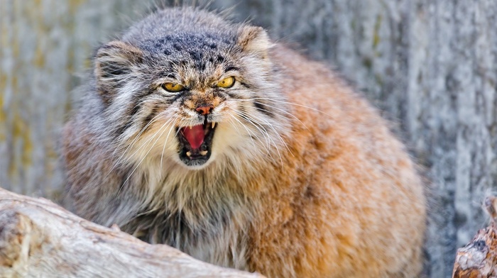 Pallas Cat
