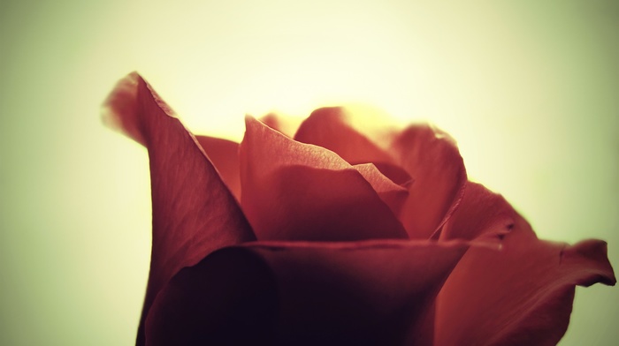 bokeh, flowers, closeup