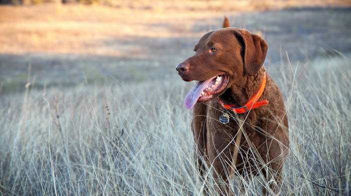 dog, animals, field