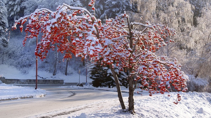tree, winter