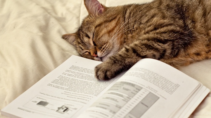 cat, animals, book, lies