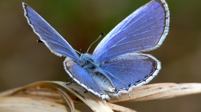 animals, butterfly