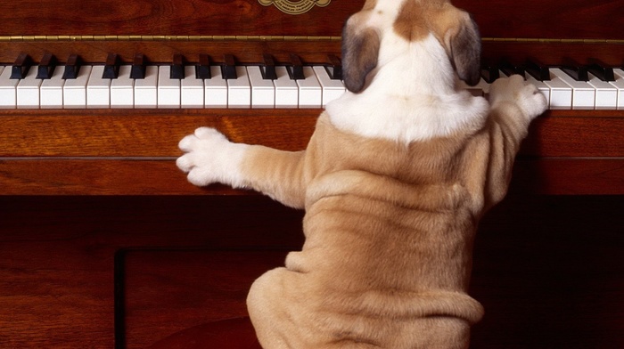 animals, chair, dog, piano