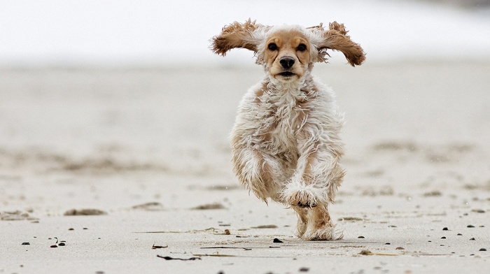 ears, speed, dog, sand, animals