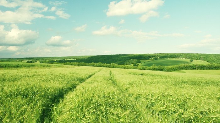 green, landscape, barley, field, nature