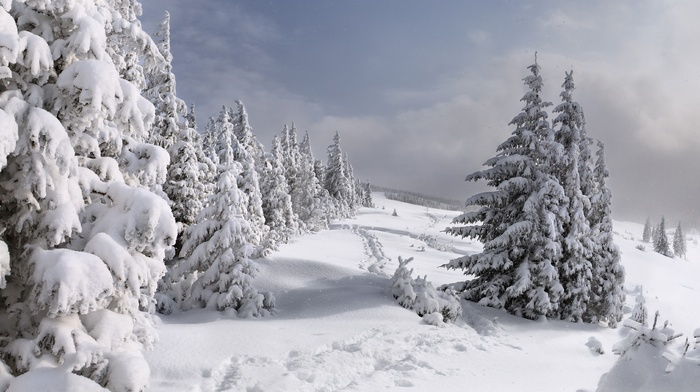 snow, Christmas tree, winter, nature