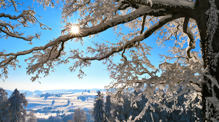 winter, tree, twigs, Sun, mountain, Switzerland, snow, nature