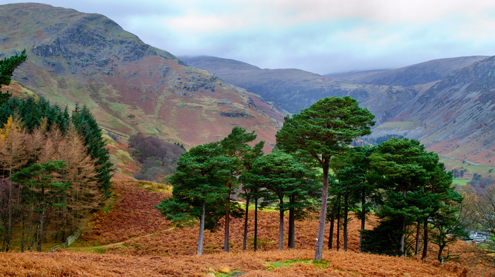 forest, mountain, nature, autumn