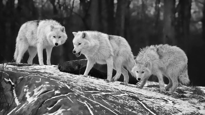 wolf, animals