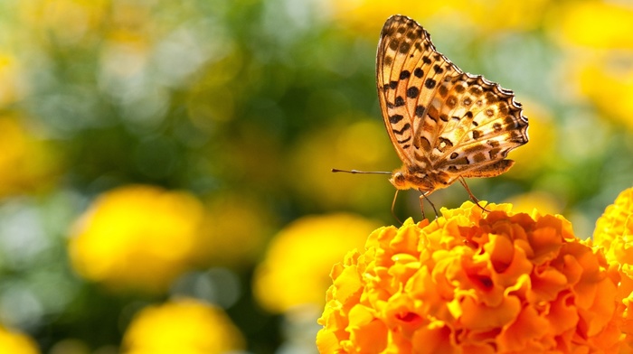 marigolds, nature, insect, butterfly