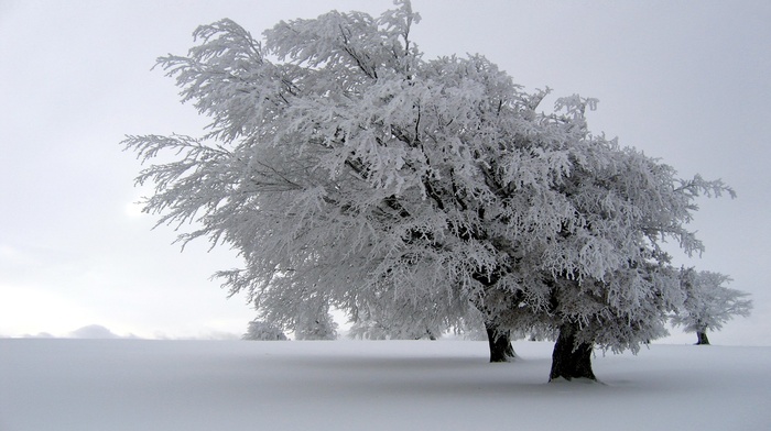 winter, snow