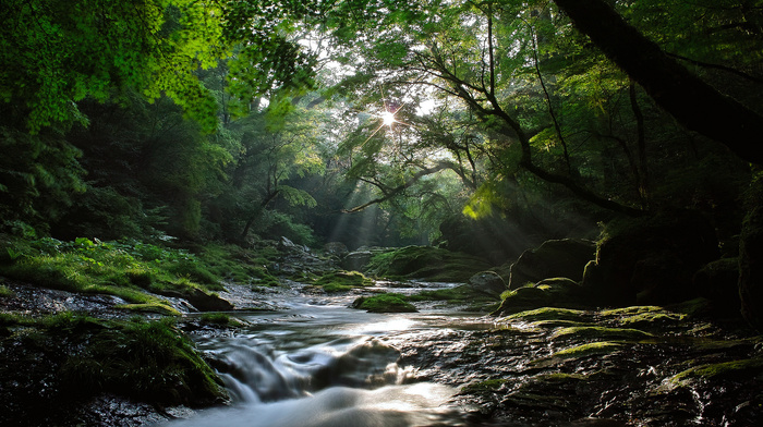 Sun, forest, light, river, nature, rays