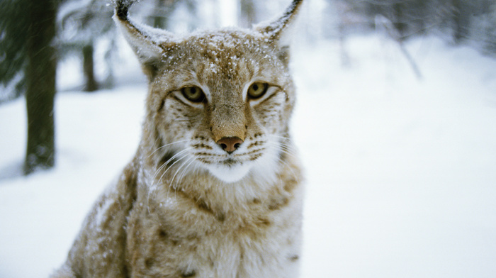 winter, forest, animals, predator