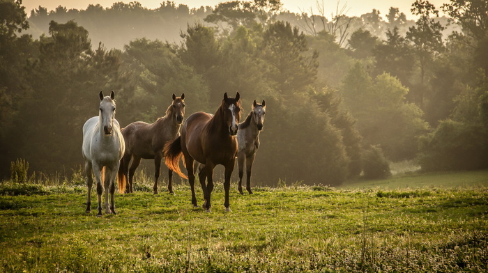 nature, field, animals