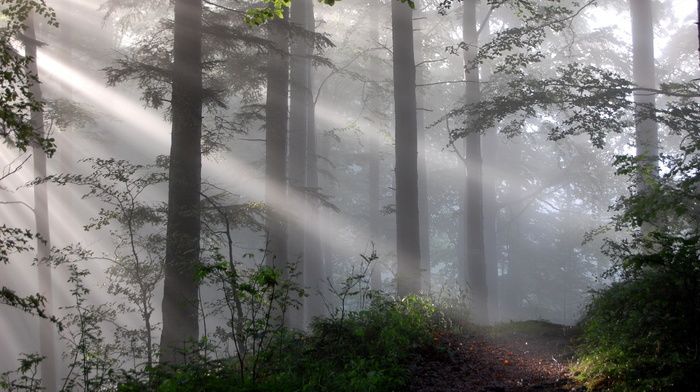 light, mist, forest, nature