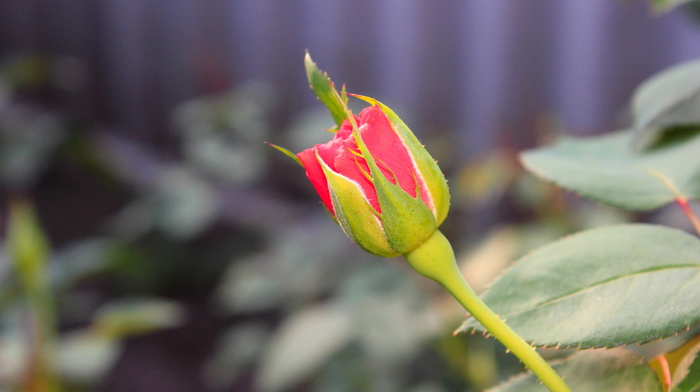 rose, flowers